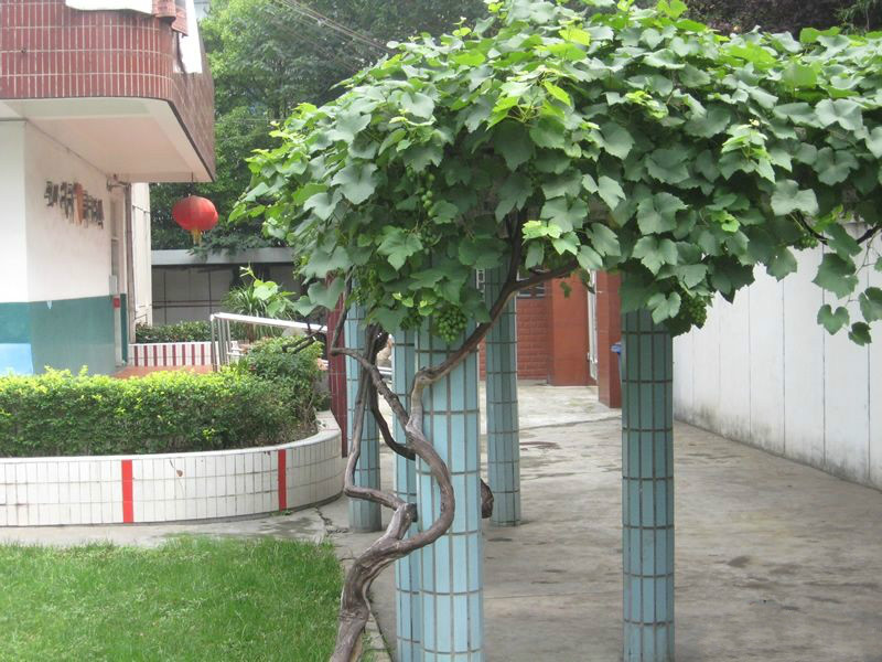 上海市寶山區(qū)泗塘承苗養(yǎng)老院 上海市寶山區(qū)泗塘承苗養(yǎng)老院