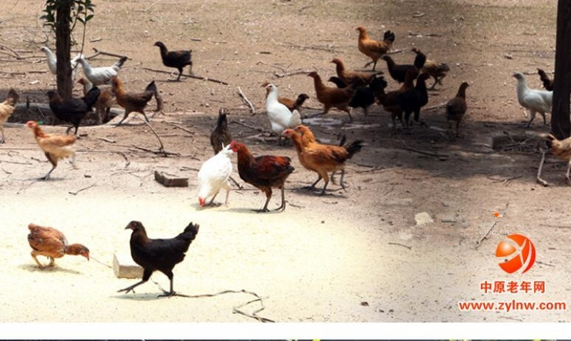 新鄉(xiāng)市基督教愛德養(yǎng)老院 新鄉(xiāng)市基督教愛德養(yǎng)老院