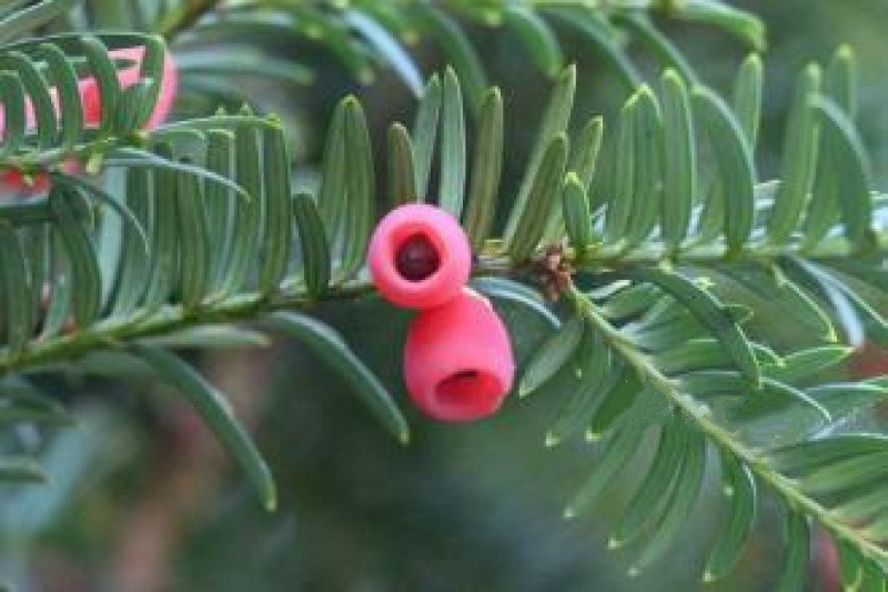 北戴河紅豆杉癌癥康養(yǎng)樂園 北戴河紅豆杉癌癥康養(yǎng)樂園