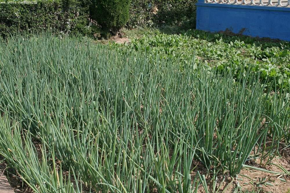 山東省煙臺(tái)市牟平區(qū)武寧鎮(zhèn)敬老院 山東省煙臺(tái)市牟平區(qū)武寧鎮(zhèn)敬老院