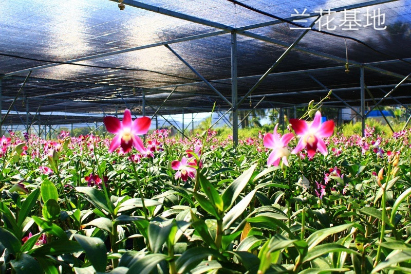 三亞永福樂(lè)老年公寓 三亞永福樂(lè)老年公寓