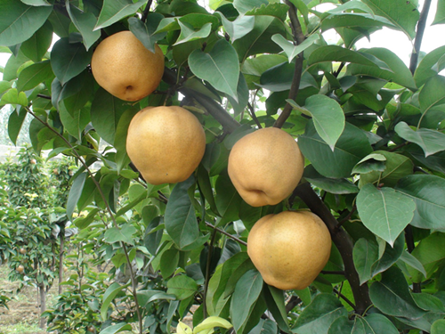 濟(jì)南市歷城區(qū)長(zhǎng)壽山國(guó)際生態(tài)養(yǎng)老園 濟(jì)南市歷城區(qū)長(zhǎng)壽山國(guó)際生態(tài)養(yǎng)老園