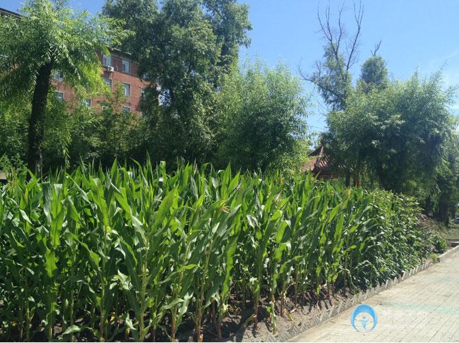 齊齊哈爾市夕陽(yáng)紅托養(yǎng)院 齊齊哈爾市夕陽(yáng)紅托養(yǎng)院