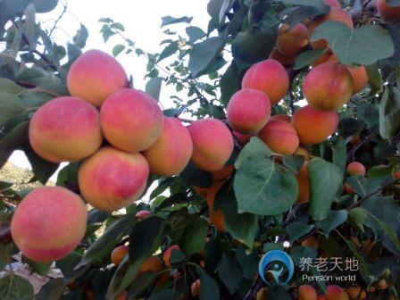 河北省露德安老服務(wù)中心 河北省露德安老服務(wù)中心