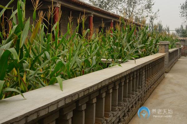 石家莊市長安區(qū)福壽居養(yǎng)老院 石家莊市長安區(qū)福壽居養(yǎng)老院