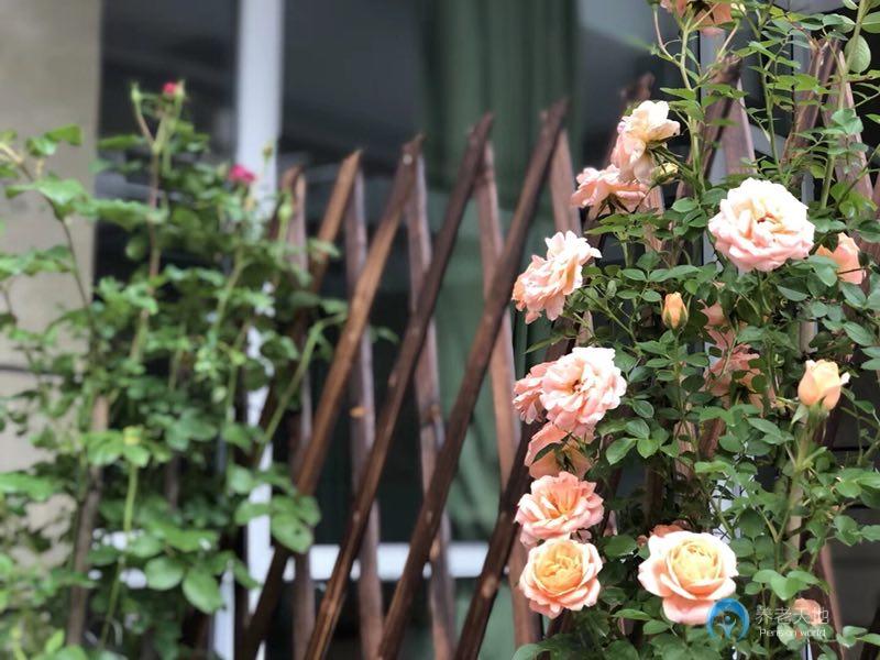 杭州市西湖區(qū)府苑新村養(yǎng)老院 杭州市西湖區(qū)府苑新村養(yǎng)老院