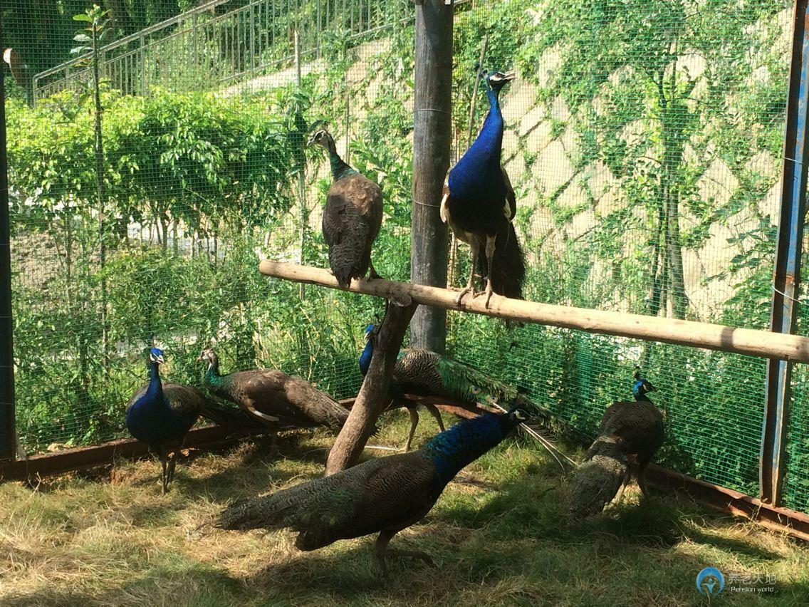 福州西園老年公寓 福州西園老年公寓