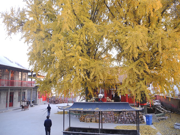 福瑞六和 福瑞六和