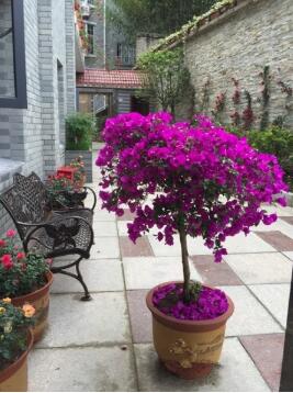 1512627617336021289.jpg 17.jpg