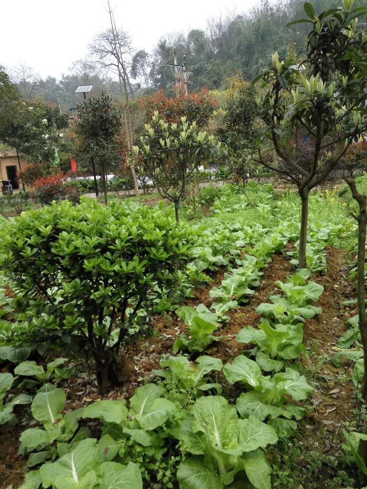 1576481138713045415.jpg 1576481138713045415.jpg