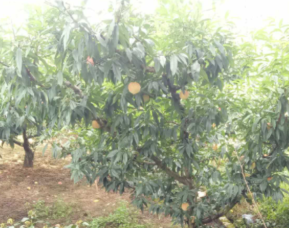 1607066696511048580.png image.png