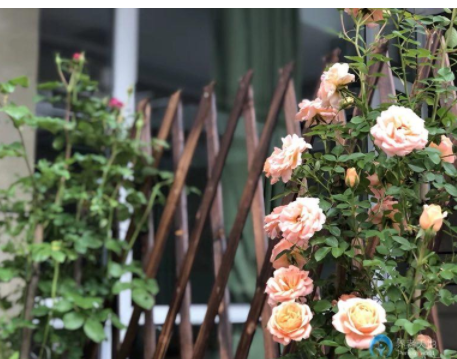 1609125623810040326.png image.png